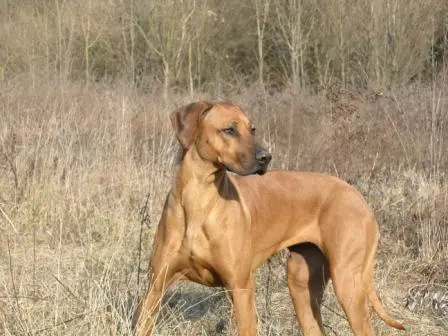 Chien de Rhodésie à crête dorsale