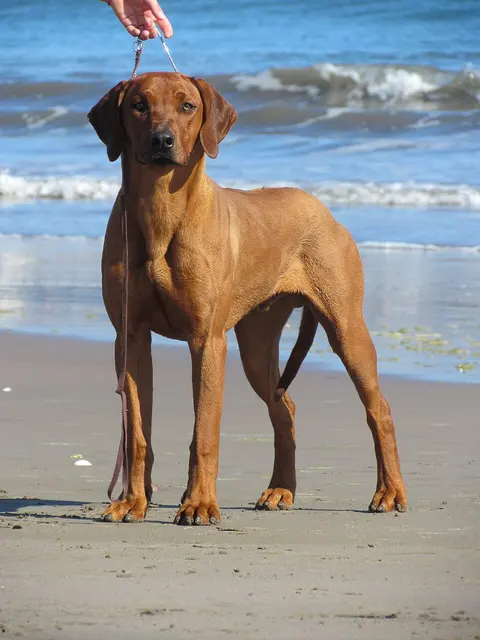 Chien de Rhodésie à crête dorsale