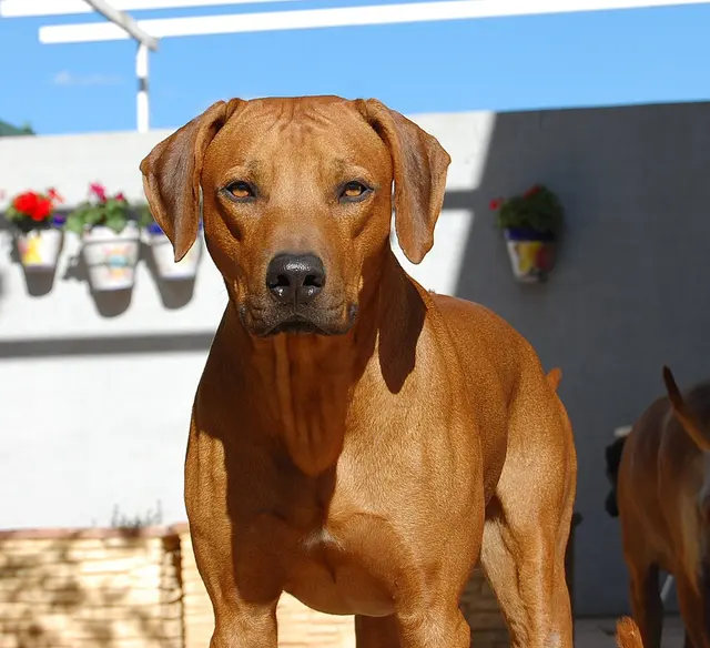 Chien de Rhodésie à crête dorsale