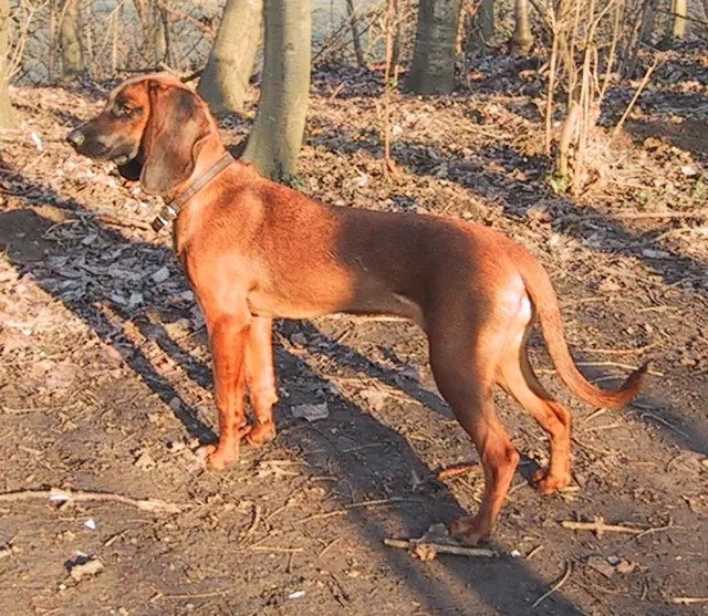 Chien de rouge de Bavière