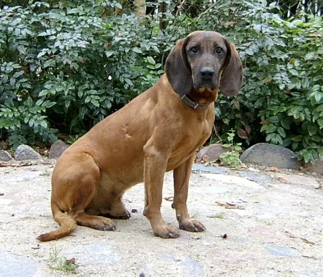 Chien de rouge de Bavière