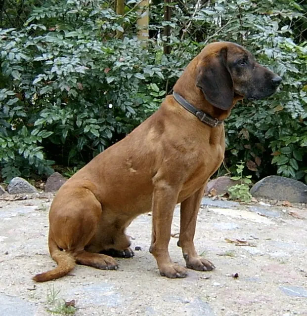 Chien de rouge de Bavière
