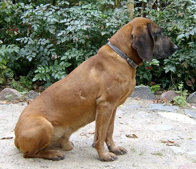 Chien de rouge de Bavière