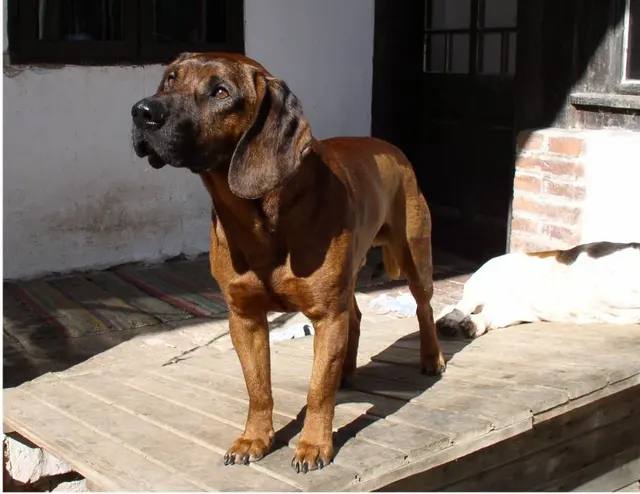 Chien de rouge du Hanovre