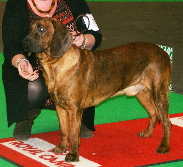Chien de rouge du Hanovre