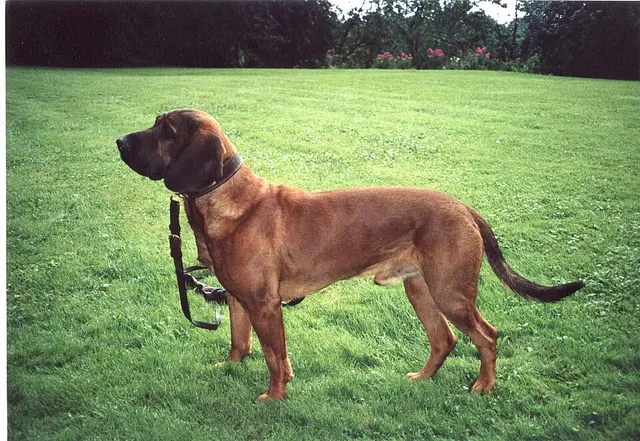 Chien de rouge du Hanovre