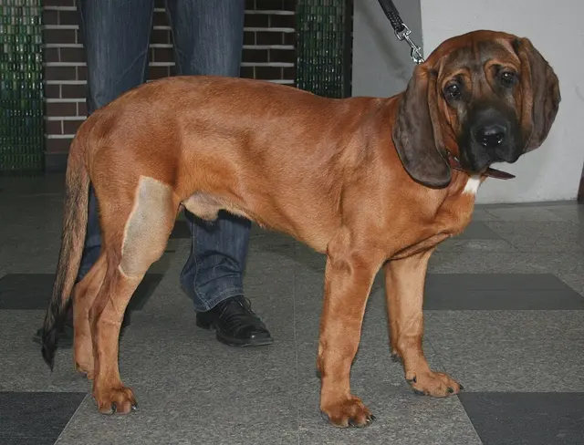Chien de rouge du Hanovre