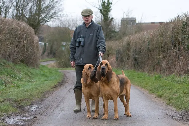 Chien de Saint-Hubert