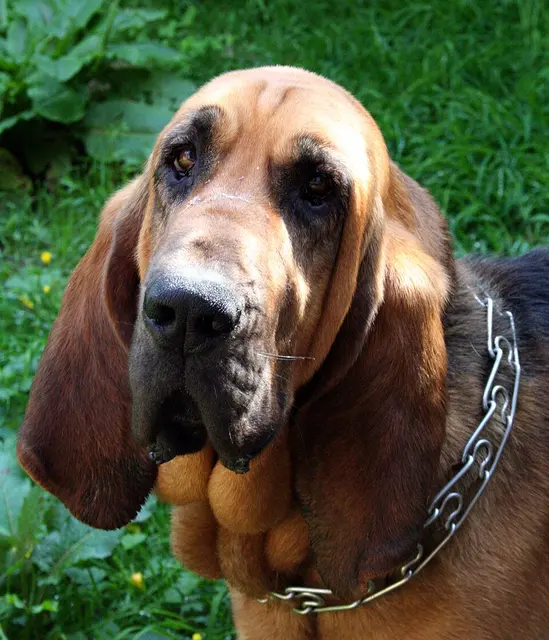 Chien de Saint-Hubert