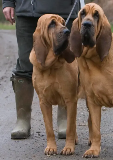 Chien de Saint-Hubert