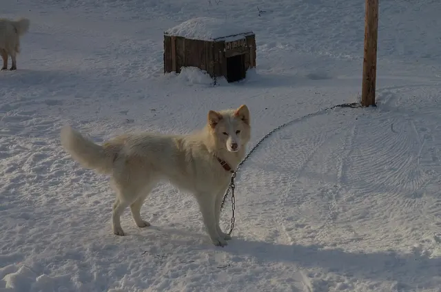 Chien de Taïmyr