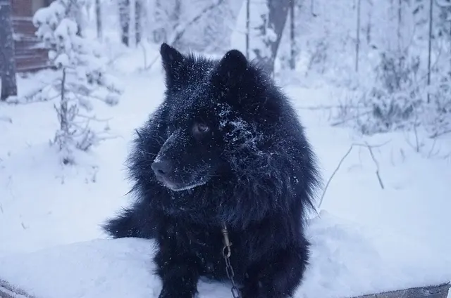Chien de Taïmyr