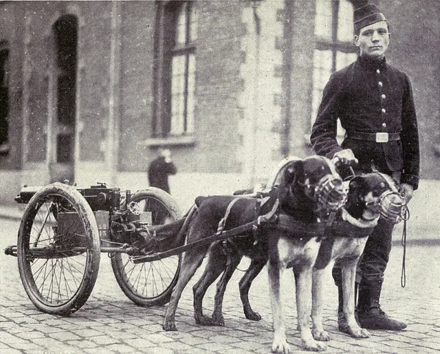 Chien de trait belge