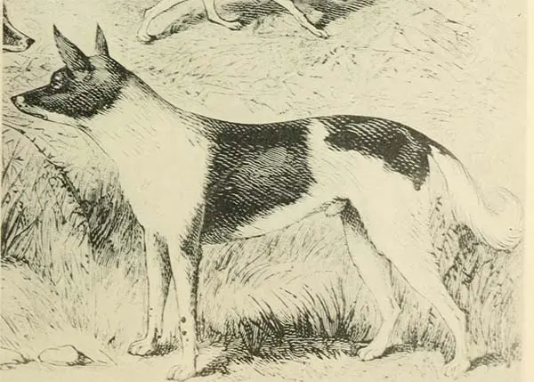 Chien des fuégiens