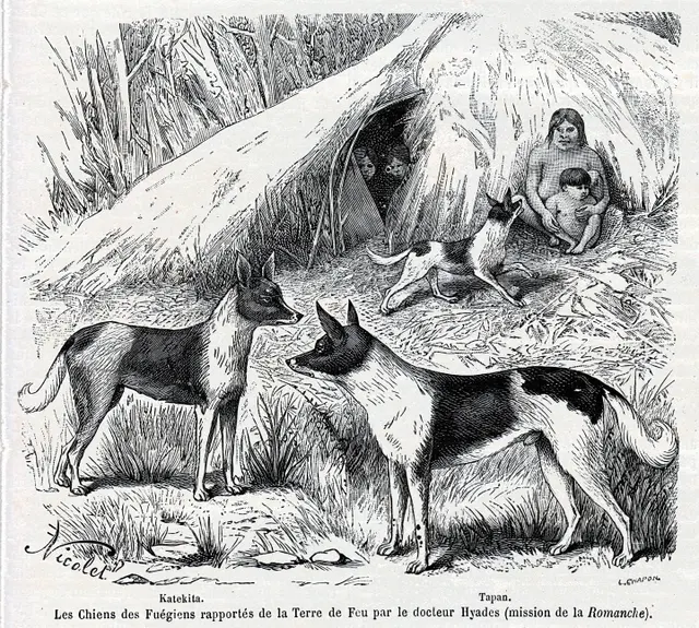Chien des fuégiens