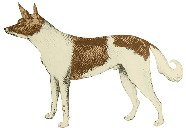 Chien des fuégiens