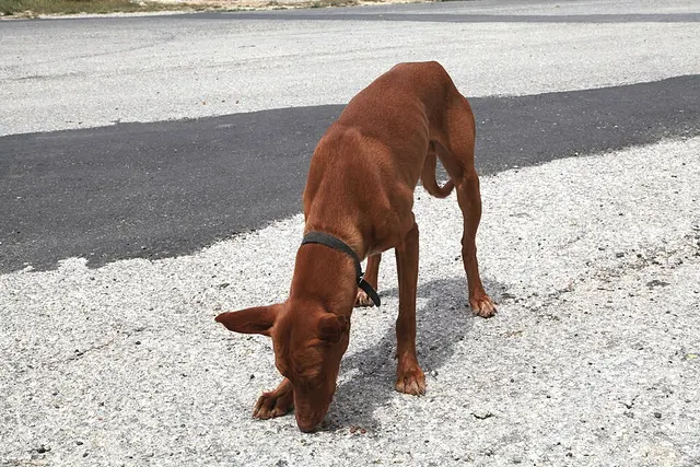 Chien du Pharaon