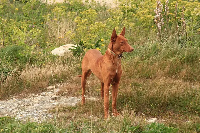 Chien du Pharaon