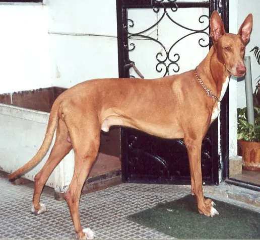 Chien du Pharaon