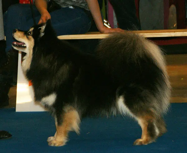 Chien finnois de Laponie