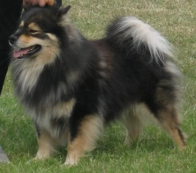 Chien finnois de Laponie