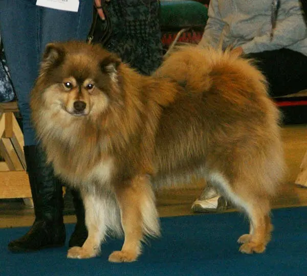 Chien finnois de Laponie