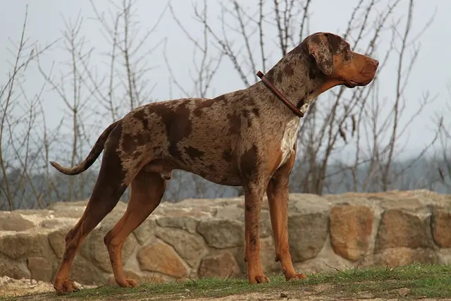 Chien léopard catahoula