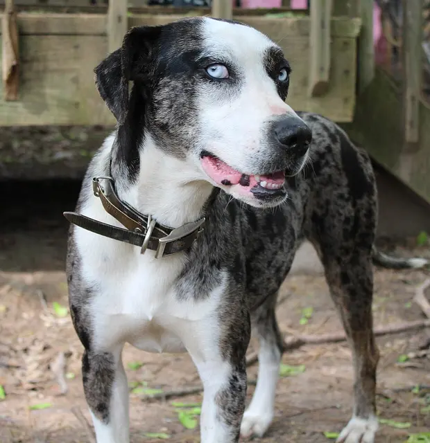 Chien léopard catahoula