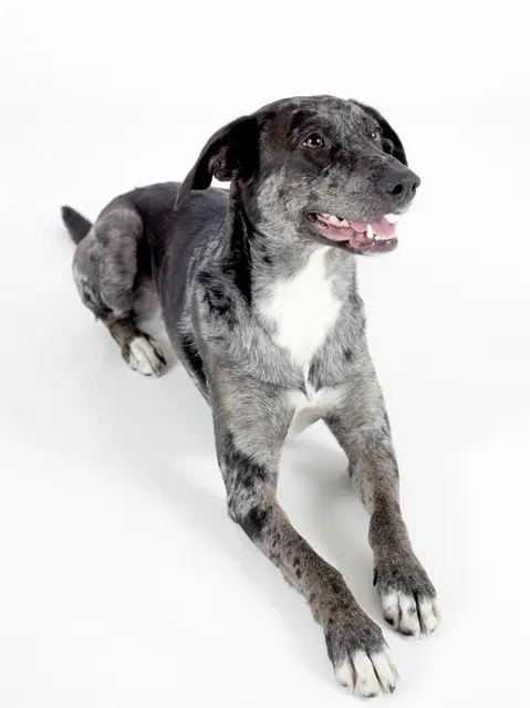 Chien léopard catahoula