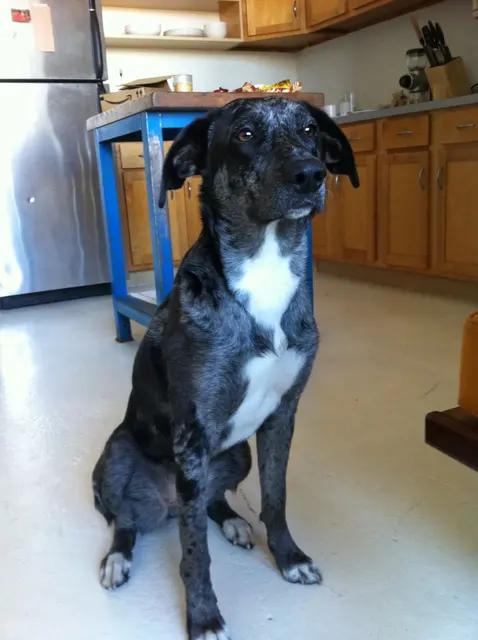 Chien léopard catahoula