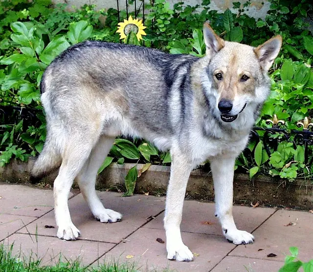 Chien-loup de Saarloos