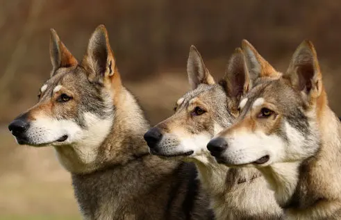 Chien-loup de Saarloos