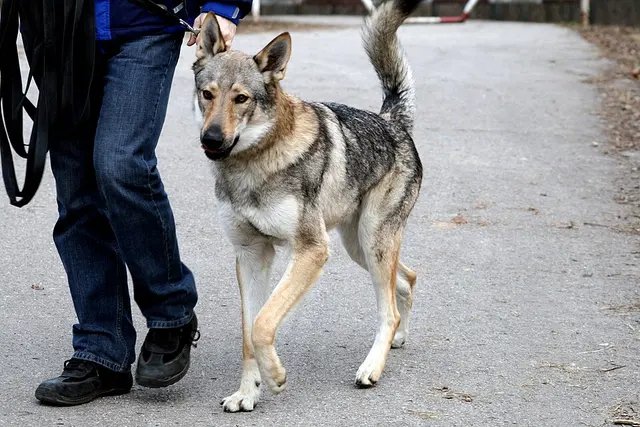 Chien-loup tchécoslovaque