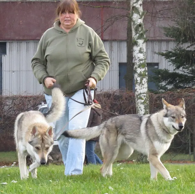 Chien-loup tchécoslovaque