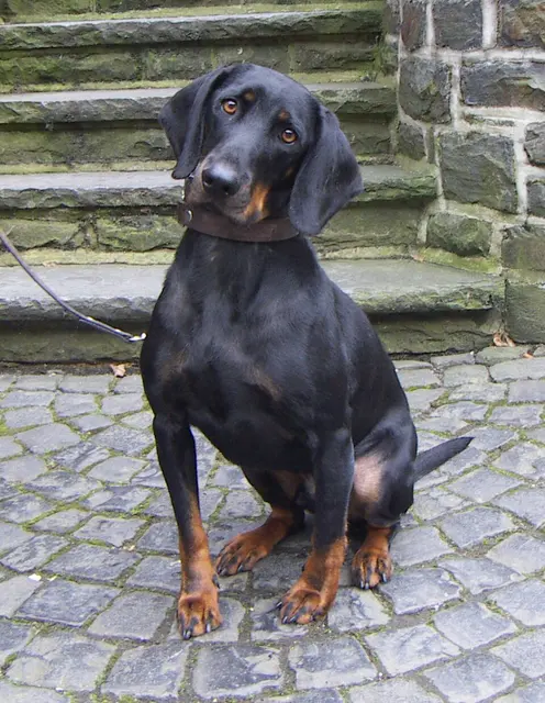 Chien noir et bronzé autrichien
