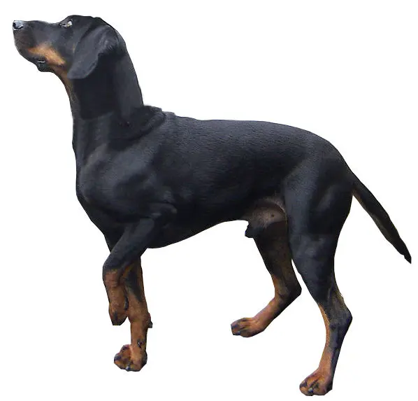 Chien noir et bronzé autrichien