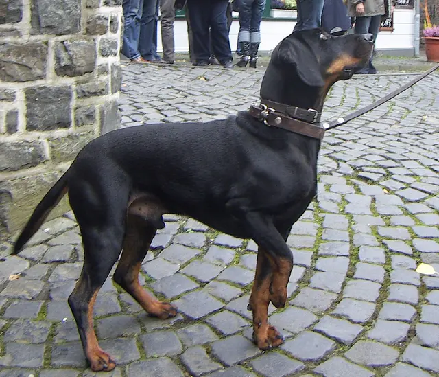 Chien noir et bronzé autrichien