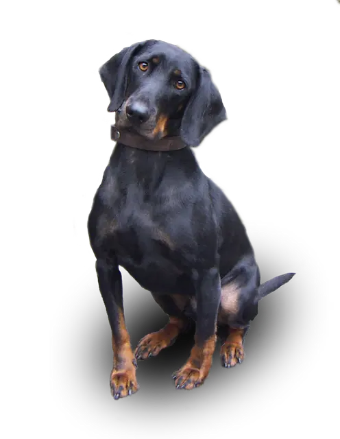 Chien noir et bronzé autrichien