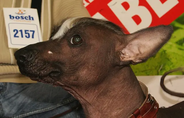 Chien nu du Pérou