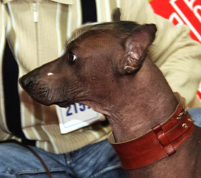 Chien nu du Pérou