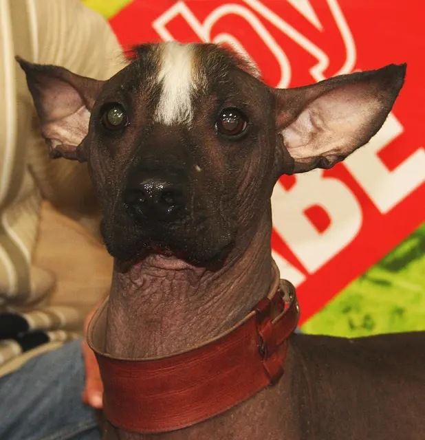 Chien nu du Pérou