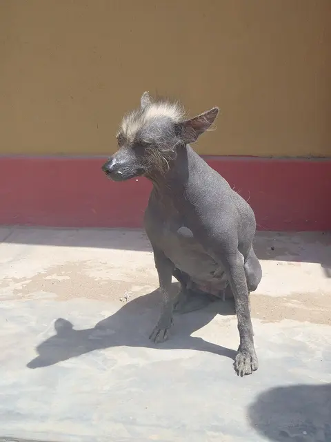 Chien nu du Pérou