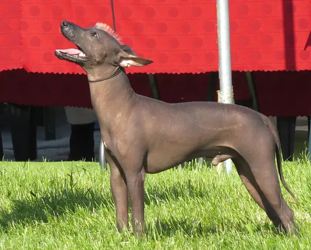 Chien nu mexicain
