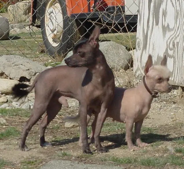Chien nu mexicain