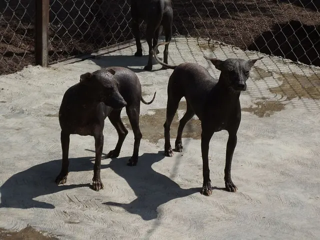 Chien nu mexicain