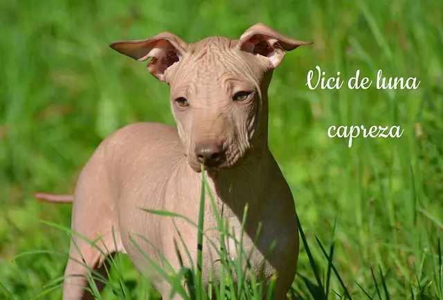 Chien nu