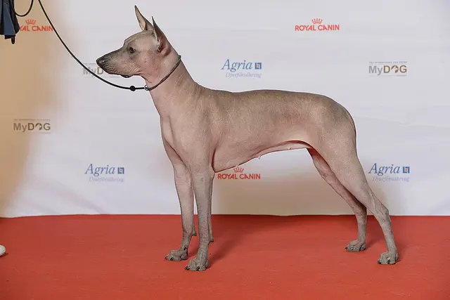 Chien nu