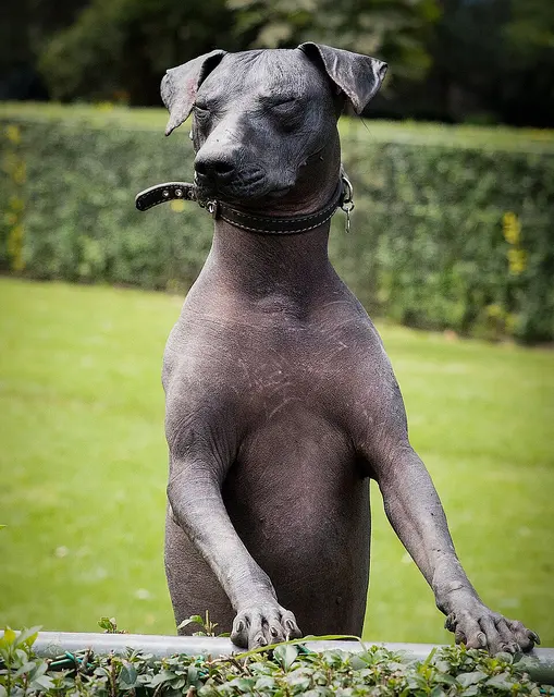 Chien nu
