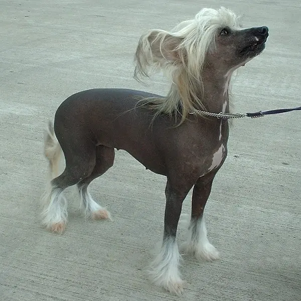 Chien nu
