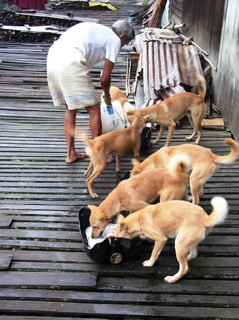 Chien paria